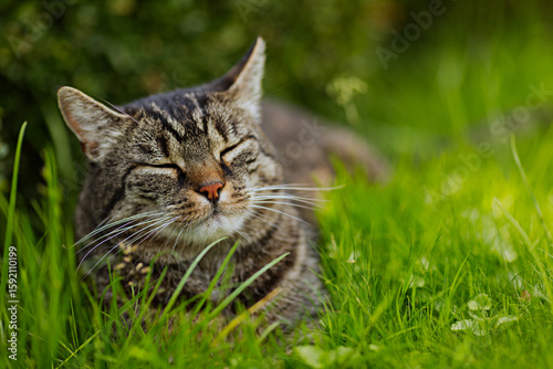 Cute tabby european shorthair cat lies outside on the grass, relaxing. A sunny summer day in the garden