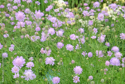 фотографія Lilac purple Scabiosa columbaria, called the small scabious or dwarf pincushion flower, in bloom