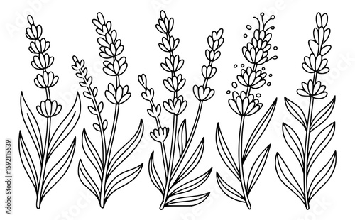 Outlined line art of lavender flowers in a simple minimalist style