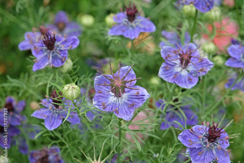 Blue Nigella hispanica, Spanish Fennel Flower, Nutmeg flower or Roman Coriander, in bloom.