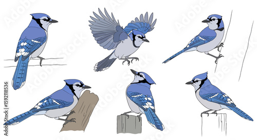 Illustrated blue jay bird in various poses on white background  