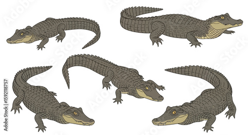 Illustrations of five spectacled caimans in various positions  