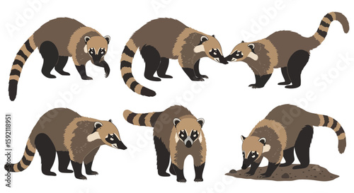 Coati animals in various poses, showing playful and curious behavior  