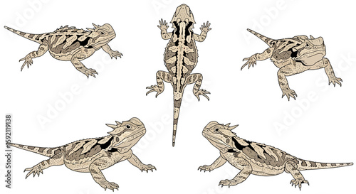 Desert horned lizards illustrated in various positions and angles  