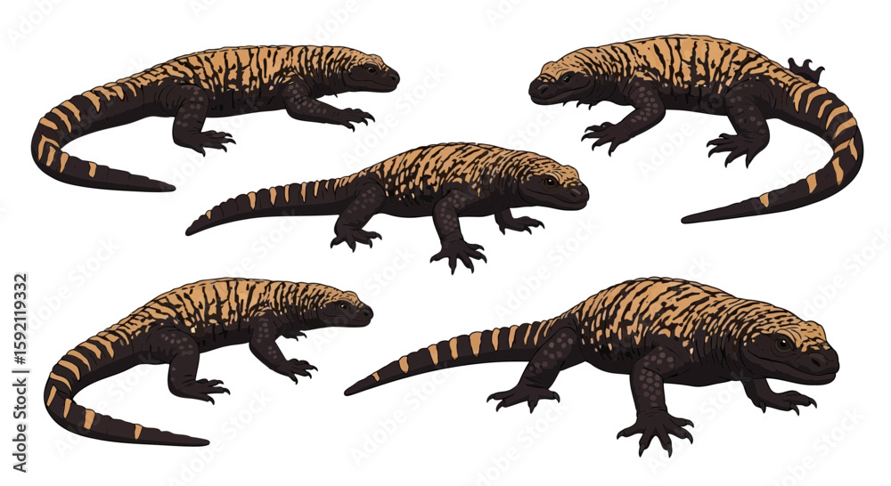 Naklejka premium Gila monsters in various positions with distinctive patterns 