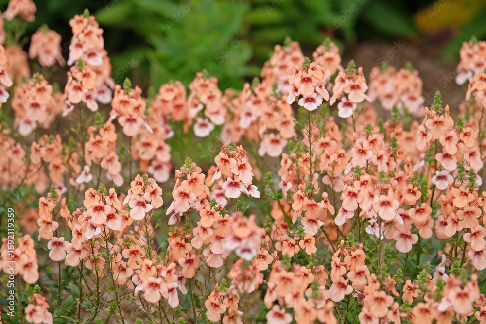 Obraz premium Peach orange Diascia, or twinspur in flower.