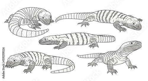 Illustrations of Gila Monsters in Various Poses and Angles  