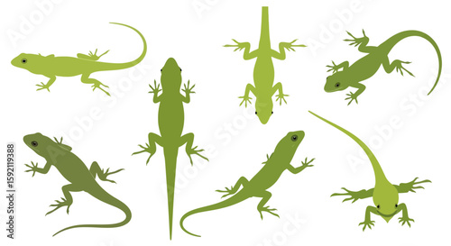 Green anole lizards in various poses on white background  