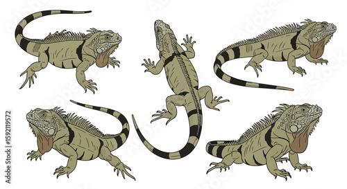 Rhinoceros iguanas illustrated in various poses and angles  