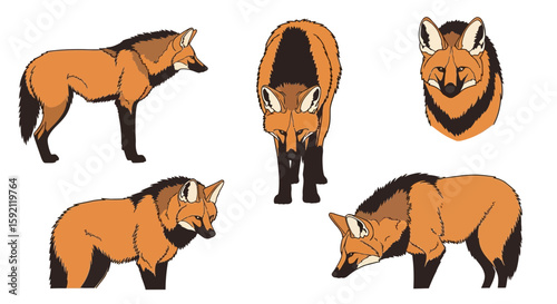 Maned wolf illustrations showcasing various poses and angles  