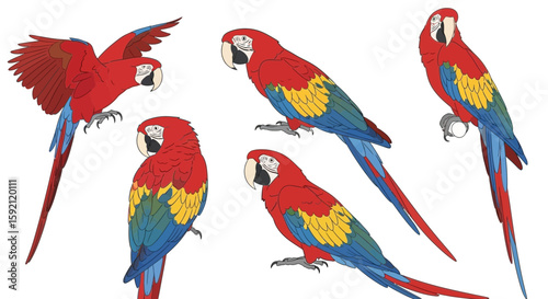 Scarlet Macaw illustrations showcasing different poses and angles  