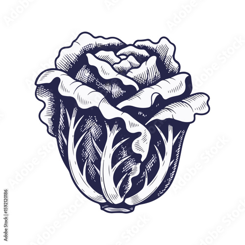 Lettuce drawing showing a head of fresh leaf lettuce on transparent backdrop. Detailed lettuce drawing in monochrome on white, showing healthy leafy vegetable.