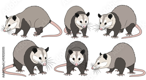 Six cartoon Virginia opossums in various poses and expressions  