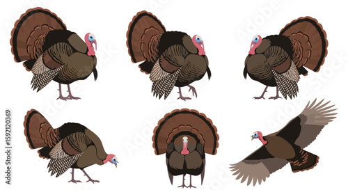 Wild turkeys in various poses and angles on white background  