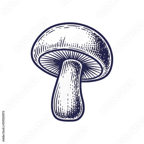 Detailed Mushroom illustration with sketch lines on transparent background. Mushroom image shows fungus in a sketch style, detailed with many tiny lines.