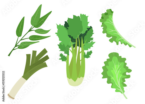 Leafy Green Vegetables Vector Set – Water Spinach, Celery, Lettuce, and Leek Illustration