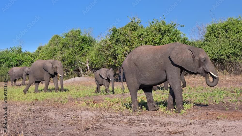 family of African bush elephants, Loxodonta africana, eating along riverbank of Chobe River, Chobe National Park, Botswana, Africa family of African bush elephants, Loxodonta africana, eating along riverbank of Chobe River, Chobe National Park, Botswana, Africa