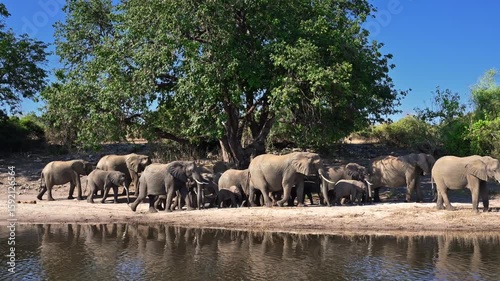 big  family of African bush elephant, Loxodonta africana, walking along riverbank of Chobe River followed by safari cars, Chobe National Park, Botswana, Africa