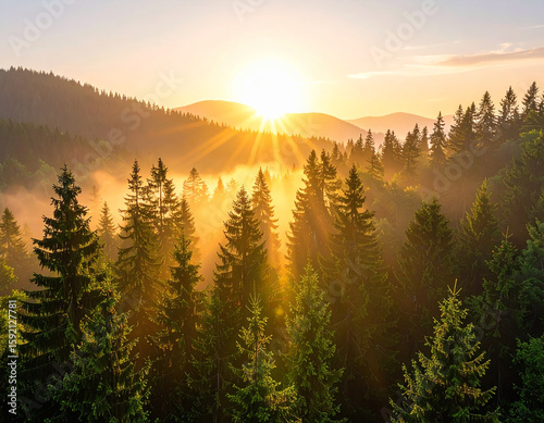 Fototapeta Naklejka Na Ścianę i Meble -  A dreamy sunrise over a dense pine forest with morning mist, soft golden light filte
