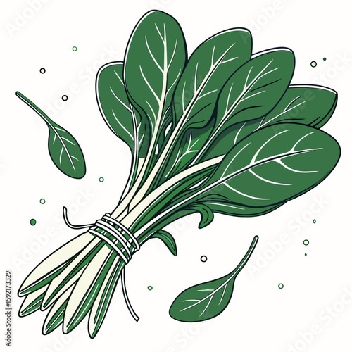 spinach bunch on white backgro