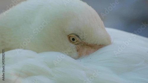 Elegant Flamingo in the Wild – Close-Up Bird Footage