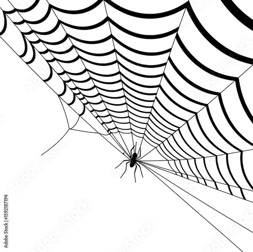Black spider on intricate web structure arachnid insect
