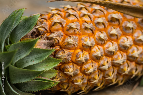 Pineapple texture closeup