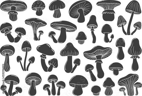 Mushroom species illustration, botanical fungi sketch, black and white nature art, organic design elements, vector flat drawing, cad artwork
