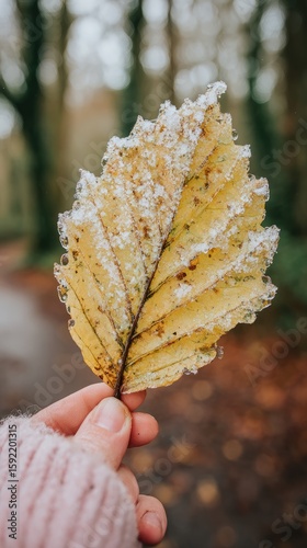 an autumn leaf
