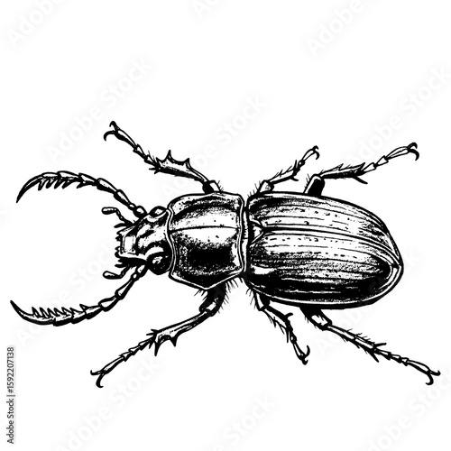 Detailed hand-drawn stag beetle illustration with transparent background. Black ink sketch style, perfect for vintage designs, science projects, or educational and nature-themed graphics.