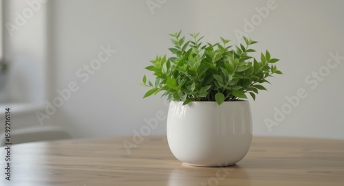 Wallpaper Mural Lush Green Potted Plant Displayed on a Wooden Table Indoors Torontodigital.ca
