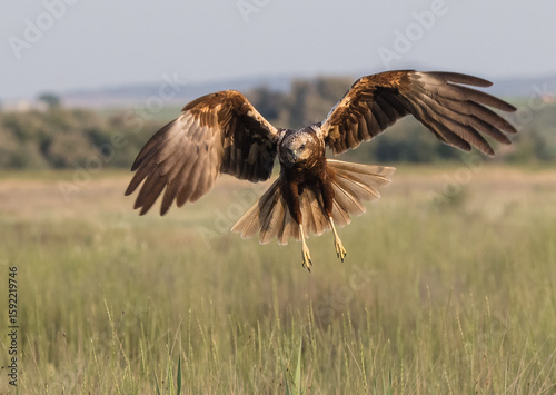 Foto Marsh Harrier in Flight