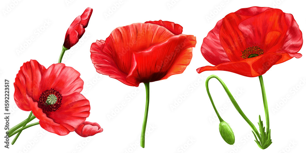 Fototapeta premium Realistic hand-drawn poppy flowers