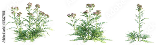 Quadro su tela Achillea millefolium Cameo Tree 4k png cutout