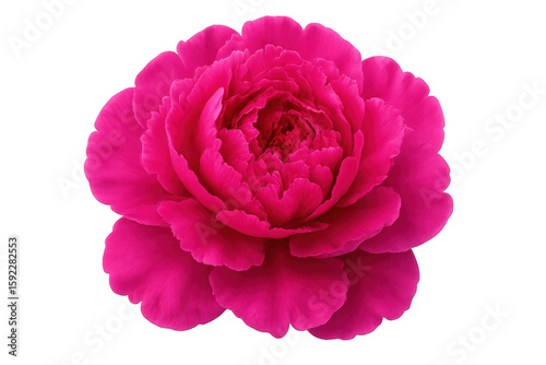 Fototapeta Naklejka Na Ścianę i Meble -  Close-up of a vibrant pink peony blossom isolated on a transparent background, showcasing its delicate petals and rich color
