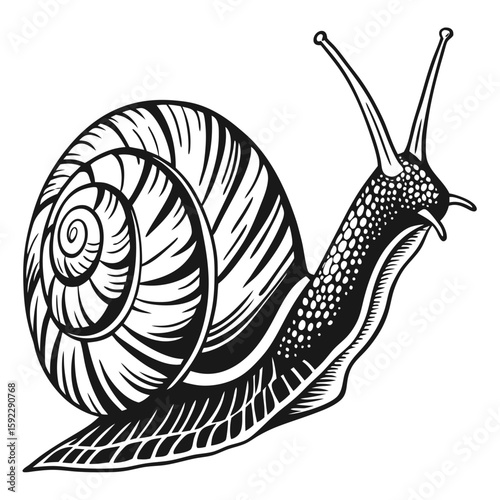 A detailed illustration of a snail with a spiral shell