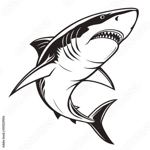 A fierce great white shark illustration with bared teeth