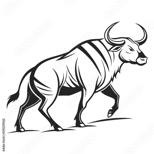 A determined bull walks forward with a strong stride