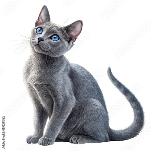 Gray domestic shorthair cat sitting with soft expression