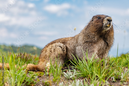 Wild animal. Groundhog on lawn. Rodent animal woodchuck. Rodent marmot animal. Wildlife nature. Marmot capybara. Furry capybara. Marmot wild groundhog. Woodchuck rodent. Capybara in the park