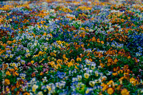 Pansy flower clipping path included. Spring garden viola tricolor