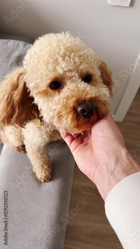 Vertical screen: soft hand caressing fluffy toy poodles muzzle while sitting together on gray sofa, capturing tender moment of companionship in gentle slow motion sequence. Stroking apricot poodle
