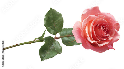 Single pink rose with green stem and leaf, isolated on a white background