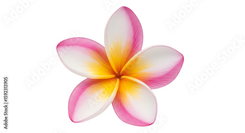 Pink frangipani flower isolated asset. Plumeria blossom with white and yellow center. Tropical botanical element for digital projects on transparent background.
