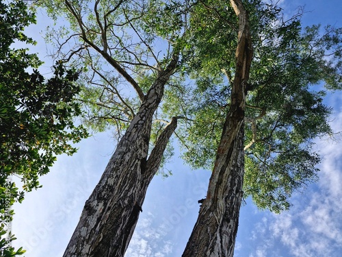 A large exotic tree with a bright blue sky in the background