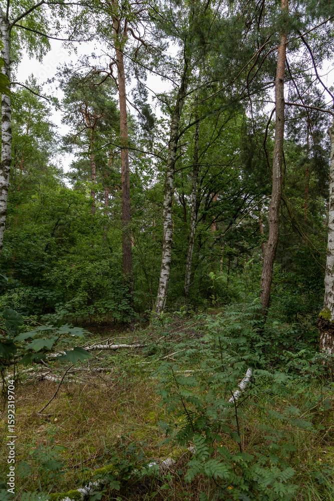 Fototapeta premium footpath in the woods