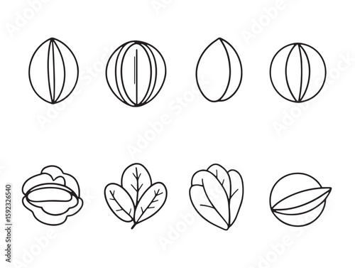 hand drawn nutmeg line art botanical spice illustration design