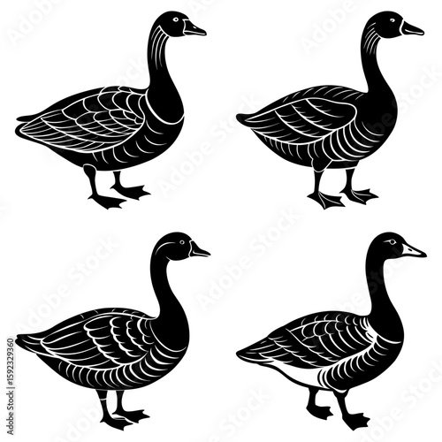 Four black geese standing in various poses with detailed feather patterns on a white background design element