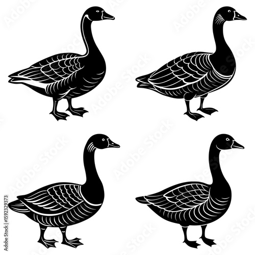 Illustration of four black geese with detailed feather patterns standing in different positions on white