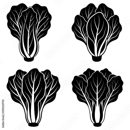 Illustration of four black and white bok choy heads with detailed leaf venation and compact bulb shapes